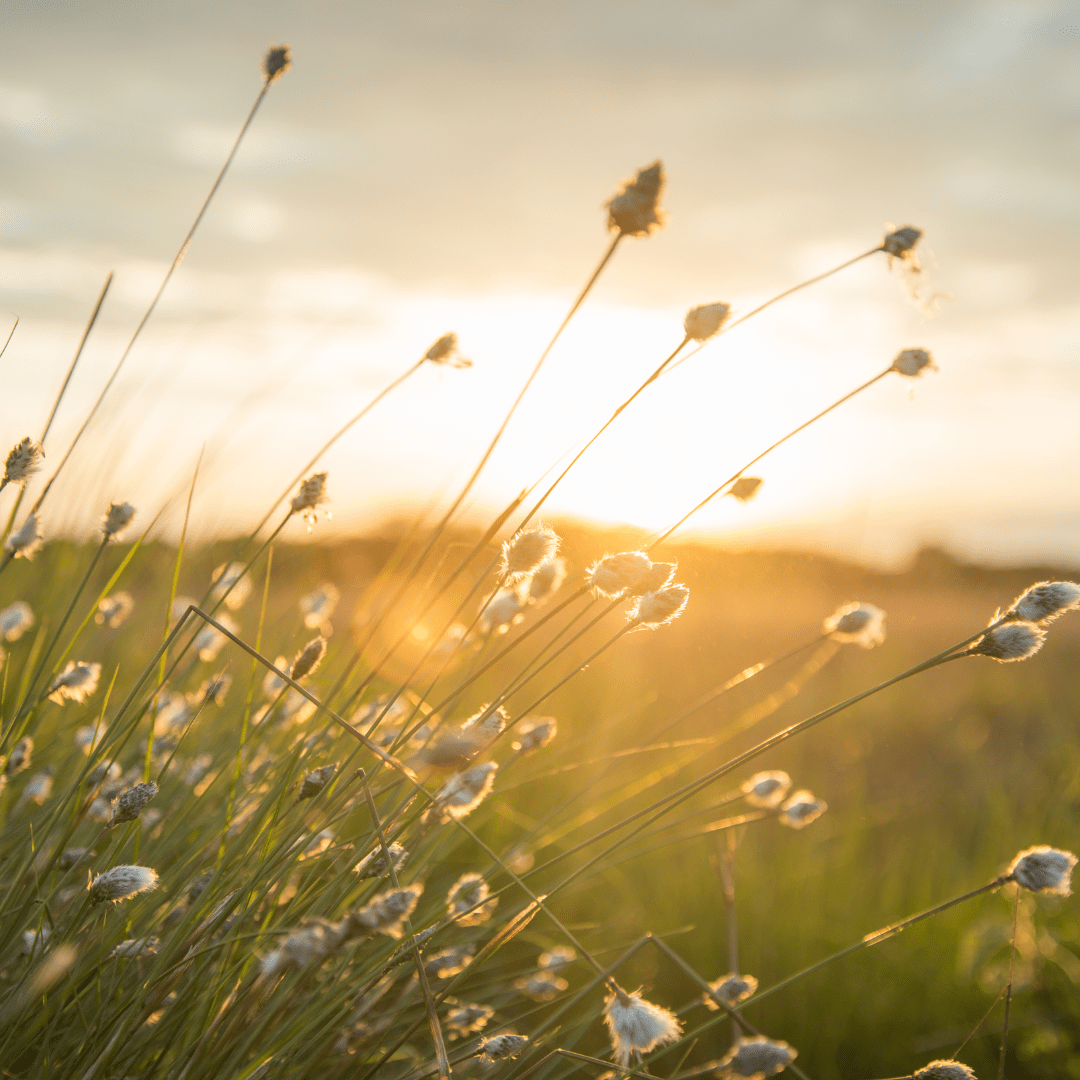 Light Therapy for Skin & Soul: How Natural Light Supports Gut Health, Immunity & Mood - Kayle at Home